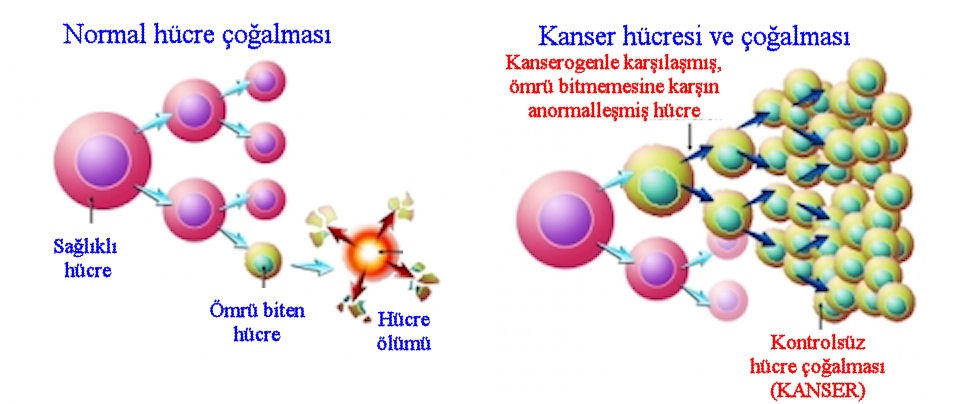 Kahramanmaras Sutcu Imam Universitesi